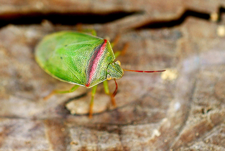 cichimonnjikamemushi